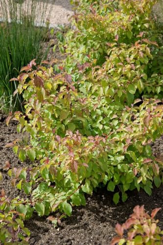 Cornus sanguinea 'Midwinter Fire' 40-60 cm – Winterhart, Mehrjährig, Pflegeleicht – Roter Hartriegel – Heckenpflanze für Garten & Sichtschutz