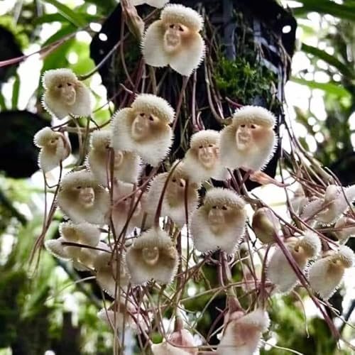 affenkopf orchidee pflanzensamen exotische Seltene Serie garten...