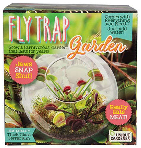 Kit terrarium plante carnivore pour amuser et éduquer vos enfants à la maison
