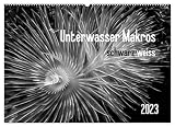 Unterwasser Makros - schwarz weiss 2023 (Wandkalender 2023 DIN A2 quer)
