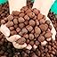 clay pebbles