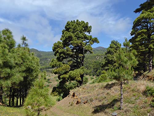 10 Semillas de Pino Canario - Pinus canariensis