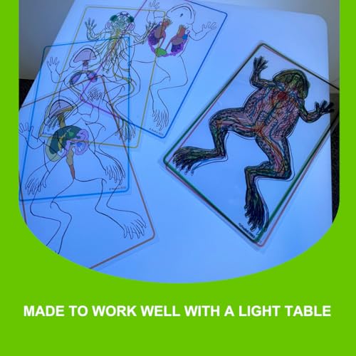 Roylco FrogXplore See-Through Frog Anatomy Kit | 8 Transparent Layers | No-Dissection Biology Kit for Kids Ages 5+ | STEM Science for Classroom & Homeschool | Made in USA - Image 6