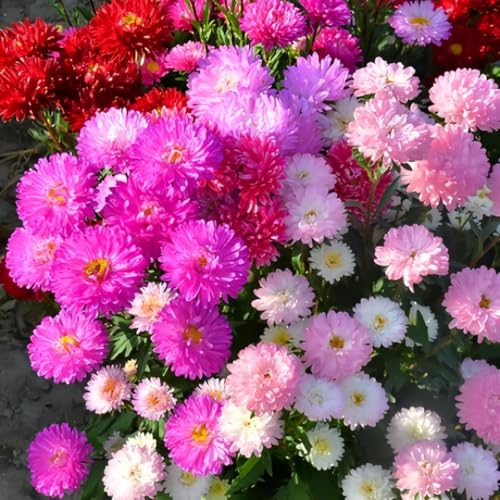 500 Count Aster Flower Seeds – Colorful Perennial Blooms for Garden Borders & Pots, Non-GMO Gift for Flower Lovers