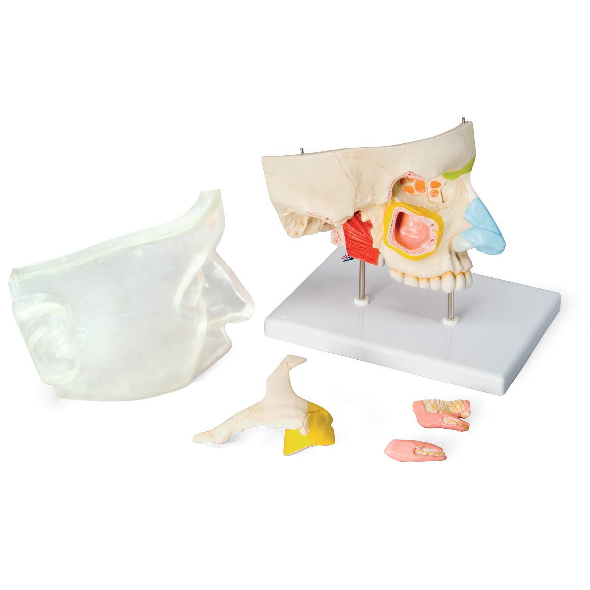 3B Scientific® Naso con Seni Paranasali – Modello Anatomico Umano Ingrandito in 5 Parti + Smart Anatomy App (Garanzia di 5 Anni)
