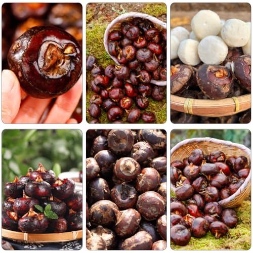 semillas castañas de agua silvestres de balcón jardín interior resistentes jardín del balcón decoración 60pcs