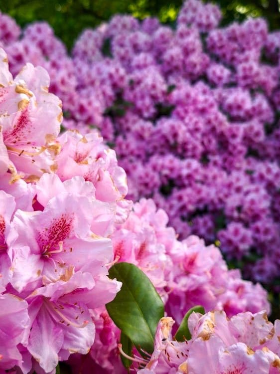 Image of Pink Hydrangea Live Flower Plant with Pot | Decorative Outdoor Flowering Shrub for Home Garden, Balcony & Terrace Gardening