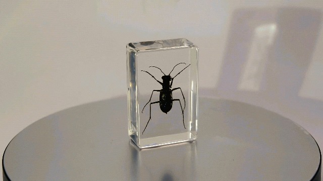 Image of 44mm Real Indonesian Tiger Beetle in Crystal Clear Lucite Resin Crafts Specimen Preserved Various Animal Insect Bug Taxidermy Collection for Biology Science Education & Desk Ornament Display Supplies