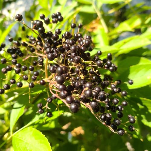 Elderberry Plant Live Sweet Elderberry Plants Perennial Fruiting Shrub 6 to 10 Inches Tall Ready to Grow