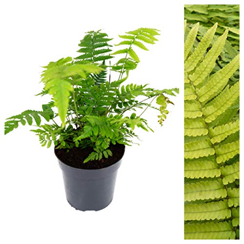 Dryopteris Atrata Fern Plant - Outdoor Bushy Fern Plants - Black Wood Fern Ready to Plant in a 9cm Pot