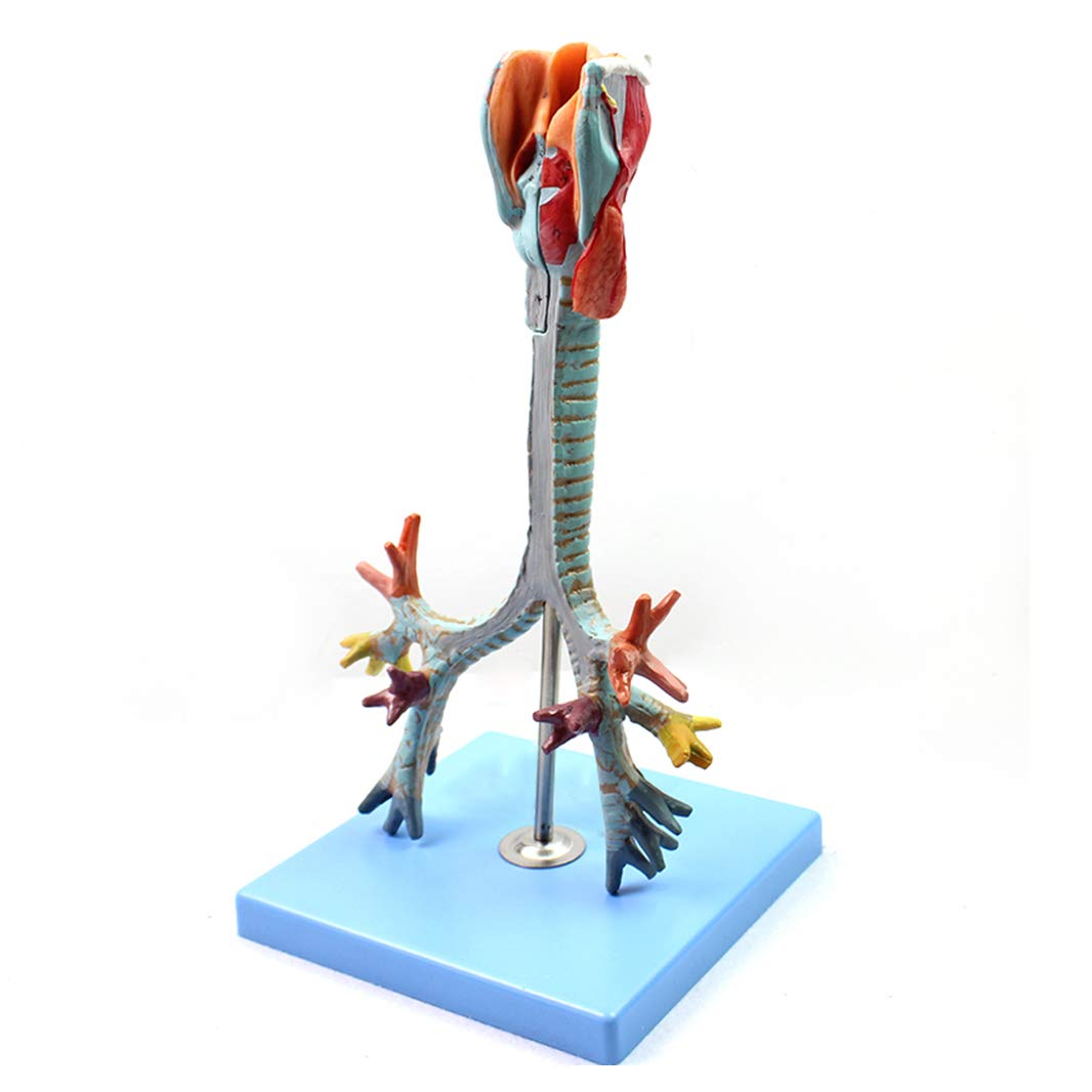 Sjdopulse Throat Model Anatomical Throat Tracheal Bronchial Human Anatomy Science Models - Human Organ Anatomy Model - For Medical Educational Training Aid