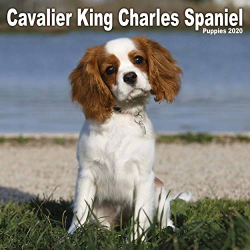 Télécharger Cavalier King Charles Spaniel Puppies Mini Square Wall Calendar 2020 livre En ligne