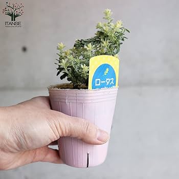 Amazon.co.jp: ロータス・ブリムストーン 2.5号ポット苗 1個売り