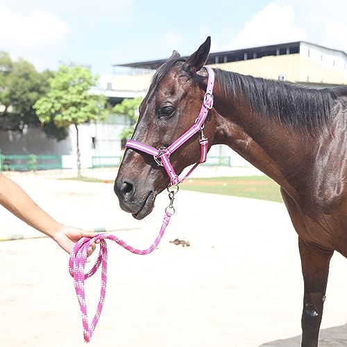 Gallopoff Cabides ajustáveis para cavalos – Correias e ferragens de nylon resistentes, acolchoadas c
