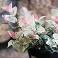 ハツユキカズラ！長さ0.2〜0.35！35ポット ハツユキカズラ！長さ0.2〜0.35！35ポット