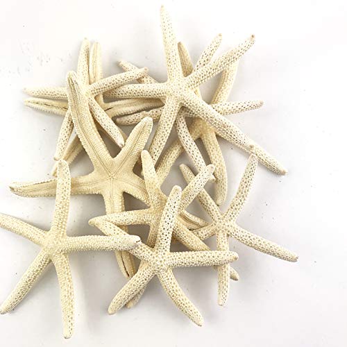 Worlds White Starfish Finger Sea Shells for Home Decorations, Party Wedding, DIY Crafts 10PC Approx:2