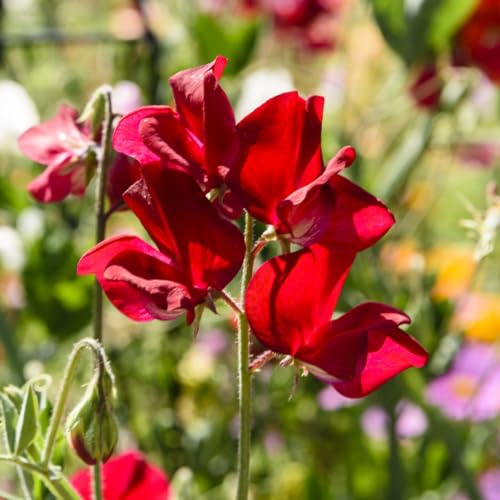 PREMIER SEEDS DIRECT - Sweet Pea - Winston Churchill - 100 Finest Seeds