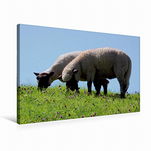 Preisvergleich Produktbild CALVENDO Schafe am Deich in Ostfriesland
