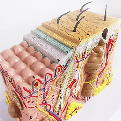 Image of Human Anatomy Skin Model, 35X, with Hair, with Teaching Manual | Benilev Skin Anatomy Model, Suitable For Anatomy Study, Education And Teaching Demonstration, Ideal For Medical Students