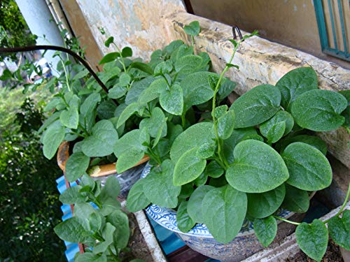Live Malabar Spinach aka Basella alba (Mong TOI) Plant FIt