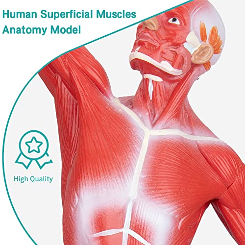 Image of Human Muscles Anatomy Model - Miniature Superficial Anatomical Muscular Movement System Model Mini 1 /4 Life Size Anatomical Reference Model for Medical Office & Professional Academic Institutions