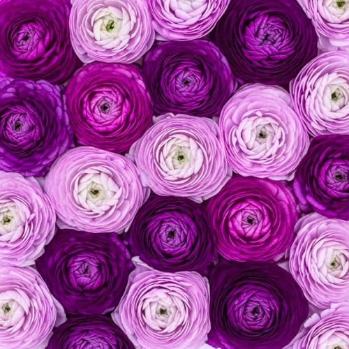Lot de 20 bulbes de renoncule violets à planter – 20 grands bulbes sains – Fleurs violettes riches ressemblant à des roses – Facile à cultiver, fleurs durables pour jardins, conteneurs et arrangements