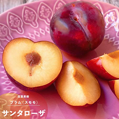 Amazon.co.jp: 果樹苗 プラム 苗木 サンタローザ 1年生 接ぎ木 4.5号