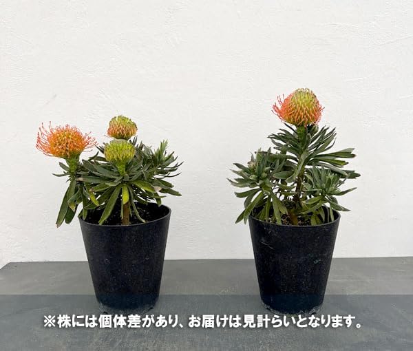 オリーブの木 ネバディロブランコ 10号 約100cm NO.331 人気品種