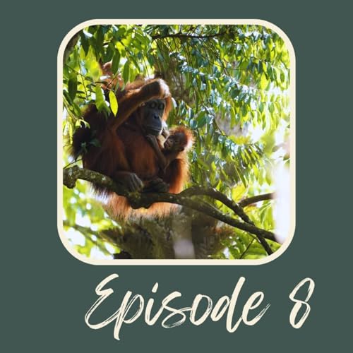 Les orangs-outans de Sumatra