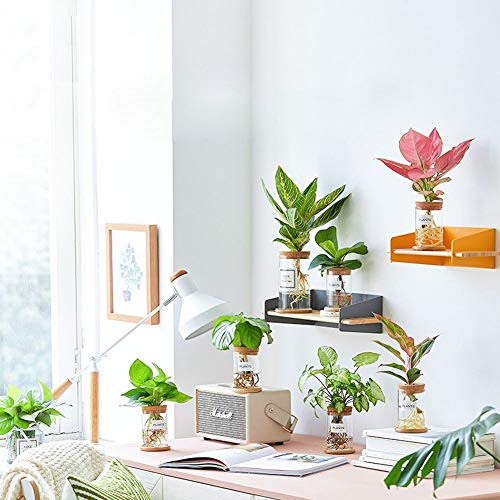 CUSNESTAL Glass Planter Hydroponic Plant Vase Propagation Station for Indoor Plants Betta Fish Bowl with Bamboo Stand and Wood Lid Desktop Decorations Gifts Clear - Thumbnail 7