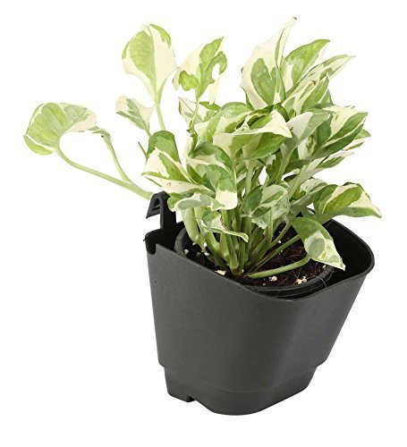 See full amazon price history chart for Dhavesai Vertical Garden Wall Hanging Pot, 50 Pcs, (Black) Dhavesai Vertical Garden Wall Hanging Pot, 50 Pcs, (Black) (B01MR0N8RI) Amazon Price History, Amazon Price Tracker