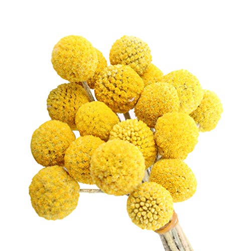 BESPORTBLE 30 tallos flores secas decorativas amarillas miniatura 1