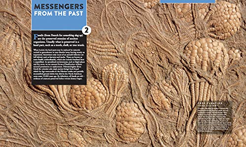 Fossils Inside Out: A Global Fusion of Science, Art and Culture - Image 2