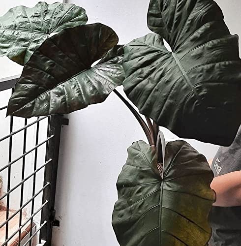 Elefantenohr - Plumbea Nigra Aufrecht - Groe metallische lila Bltter -  Colocasia Alocasia Taro Rhizom Birne (1 Zwiebel) : Amazon.de: Garten