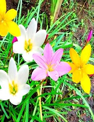 Rain lily | Mixed Color | 100% Germination | Pack of 10 Best bulbs | by Plantogallery(Mix)-image-31