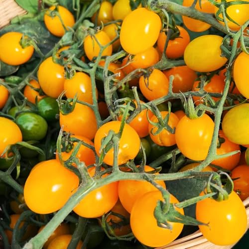 semillas de tomate, semillas de tomate, semillas de plantas, plantas de sombra semillas de plantas de interior, plantas resistentes de jardín, plantas resistentes al aire libre 100pcs