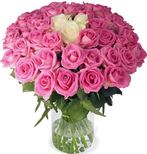 Blume Ideal Rosenstrauß \"Pink Special\" | 20 Pink-Weiße Rosen | Ø 40–50 cm | Premium Rosen von Floristen | Top Qualität | 7-Tage-Frischegarantie | Ideales Blumengeschenk Blume Ideal Rosenstrauß \"Pink Special\" | 20 Pink-Weiße Rosen | Ø 40–50 cm | Premium Rosen von Floristen | Top Qualität | 7-Tage-Frischegarantie | Ideales Blumengeschenk