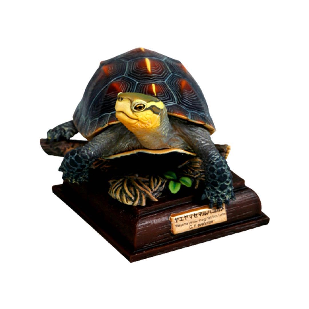 ヤエヤマセマルハコガメ(幼体) naturetales Amazon.co.jp: ネイチャーテクニカラー 日本のカメ ヤエヤマ