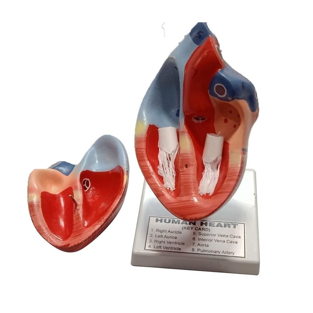 AI-Human Heart model/Dissectible / 2 parts/Anatomical model/Used in school & Colleges for educational purpose (B09YNSVSL8) Amazon Price History, Amazon Price Tracker