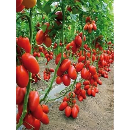 San Marzano Tomato Heirloom Pack Of 30 Seeds 2packets Combo Sold By Seedscare India Amazon In Garden Outdoors