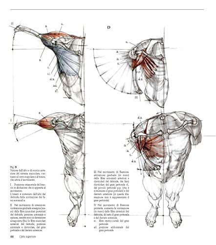 Struttura Uomo In Movimento. Manuale Di Anatomia Artistica - 6