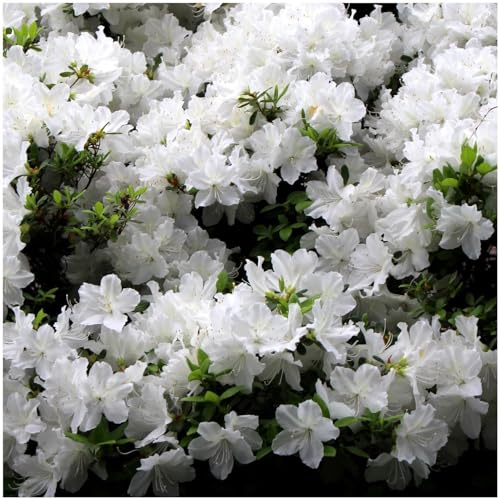 GrowOn Shrubs Dwarf Japanese Azalea Japonica 'Diamant White' | Evergreen Shrub | Outdoor Garden Ready Plant | Spring and Summer Flowering | White Flowers