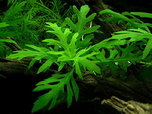 See full amazon price history chart for Maalavya Live Aquarium Aquatic Plant Hygrophila Difformis Pot Suitable For Aquarium, Terrarium Decoration (8 to 10 Stems) Maalavya Live Aquarium Aquatic Plant Hygrophila Difformis Pot Suitable For Aquarium, Terrarium Decoration (8 to 10 Stems) (B0CLVHZ6NH) Amazon Price History, Amazon Price Tracker