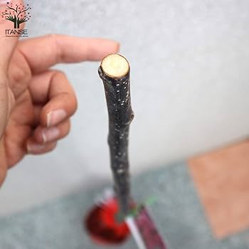 MM３苗★１００ブラジルアップル、１２０ゴールデンブラジル、１１０マッサン 4.5 Troy Oz. MK BarZ 