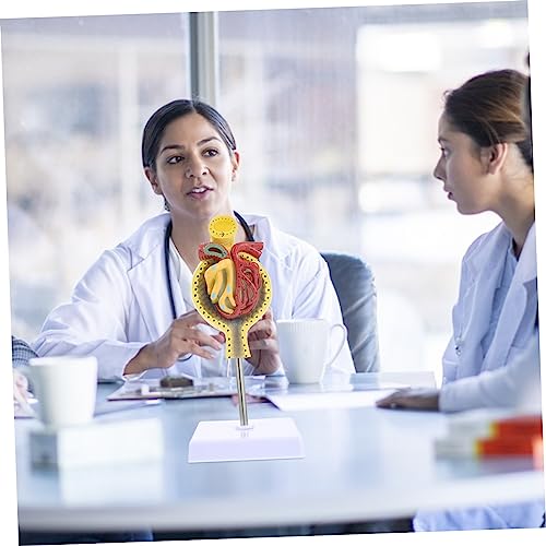 Modèle de glomérule médical CHILDWEET pour simplifier la compréhension de l'anatomie - 4