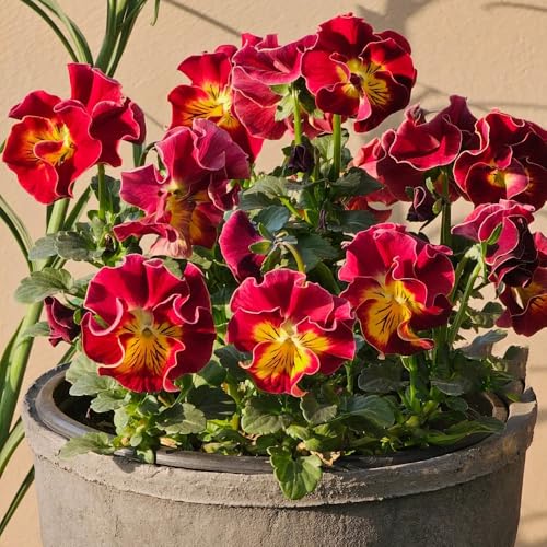 semillas de pensamiento resistentes - Decoración de jardín para exteriores perennes balcón 30pcs