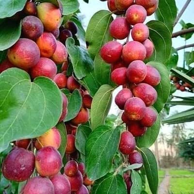 Red Kashmiri Sinduri Apple Ber Plant | Rare Thai Hybrid Grafted Jujube | Live Healthy Fruit Plant | Exotic Apple Ber Tree for Home Garden & Farming