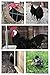 White Face Black Spanish Fertile Chicken Hatching Eggs, Fertile Eggs