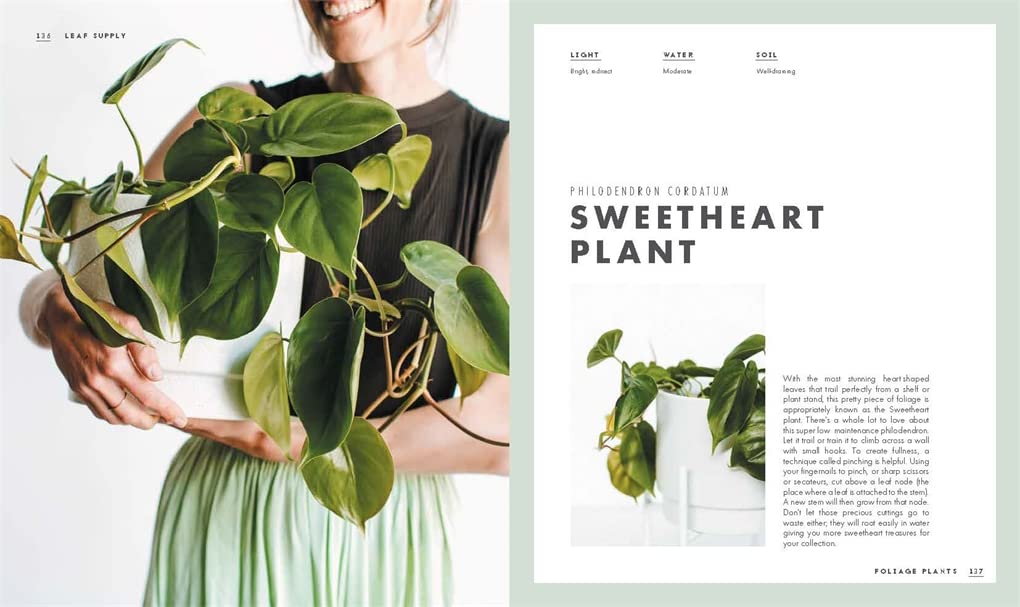 Leaf Supply: A Guide to Keeping Happy House Plants