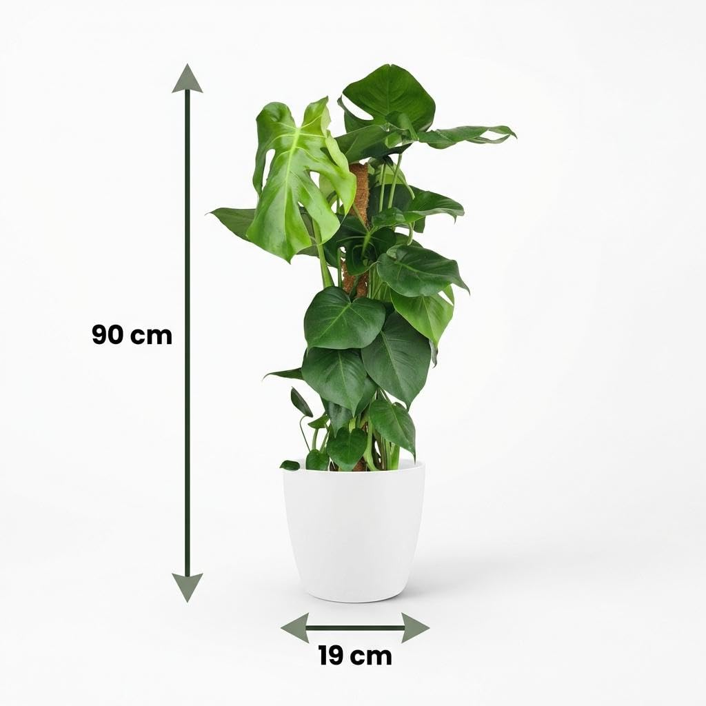 Green boutiQ - Zimmerpflanze - Fensterblatt - Monstera Deliciosa Moosstab - Grün - Pflegeleicht - 1 Pflanze - mit Übertopf Weiß - Topf 19cm - Höhe 90cm